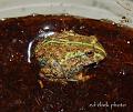 Pyxicephalus adspersus 05